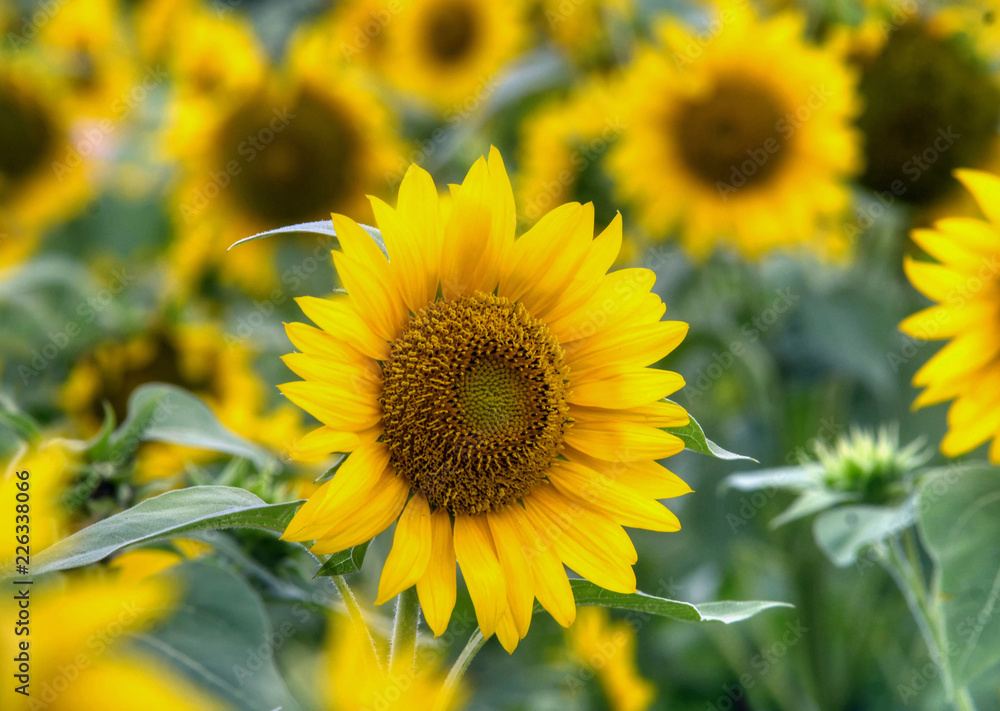 field of sunflowers