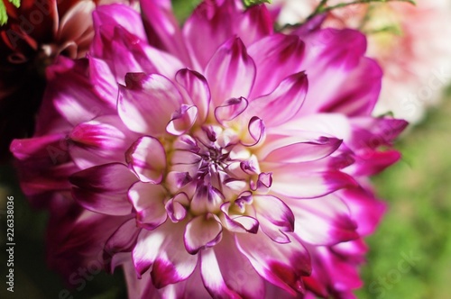 красивая фиолетовая хризантема крупным планом