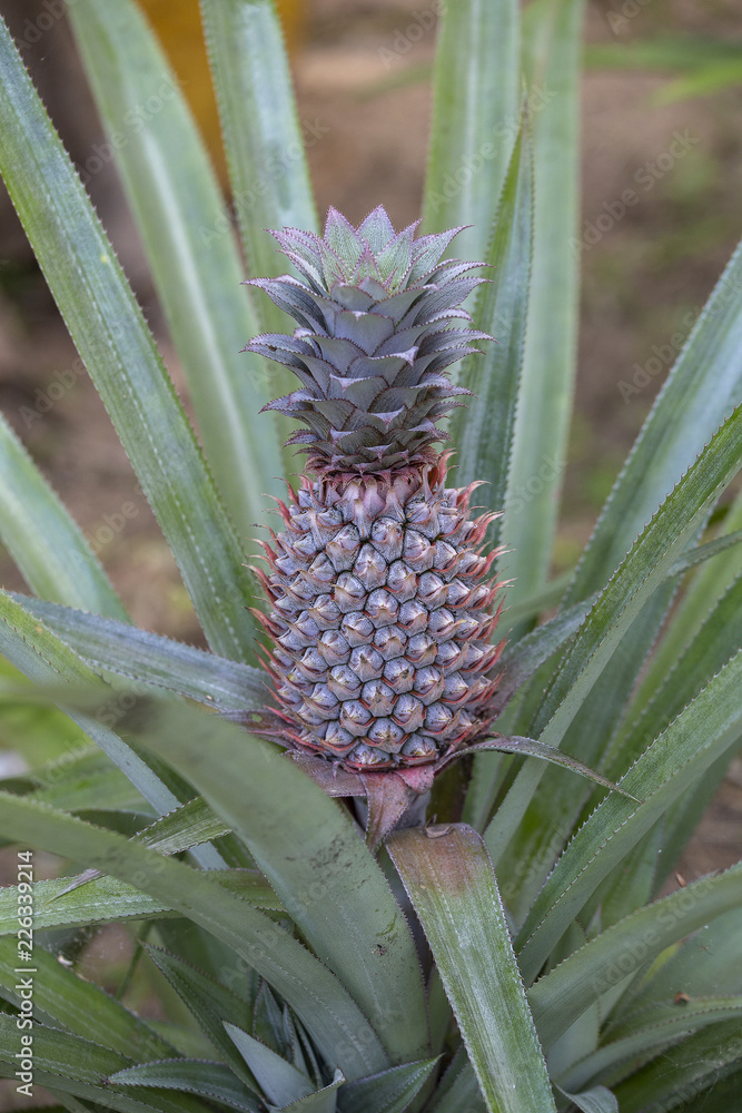 Pineapple growing in a plantation, tropical fruit, Thailand. Close up
