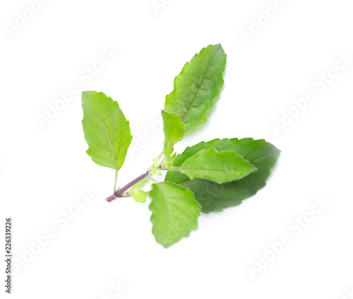 fresh green basil herb leaves isolated on white background. Sweet Genovese basil
