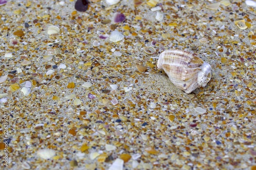 a conch shell on the sand