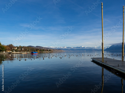 Ducks are swimming on water in a transparent lake.stones at the bottom and the basin is visible. Blue water of Geneva lake and mountain, Switzerland, january 2018.