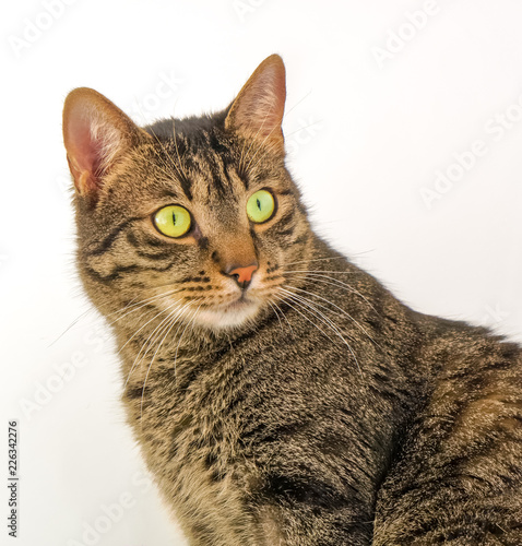 Katze rückwärts blickend © Bernward