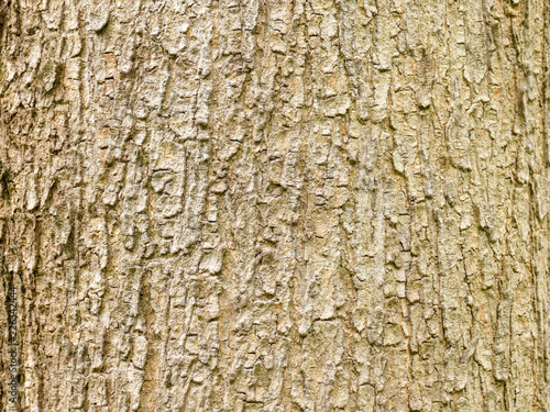 Tree bark wood texture abstract background