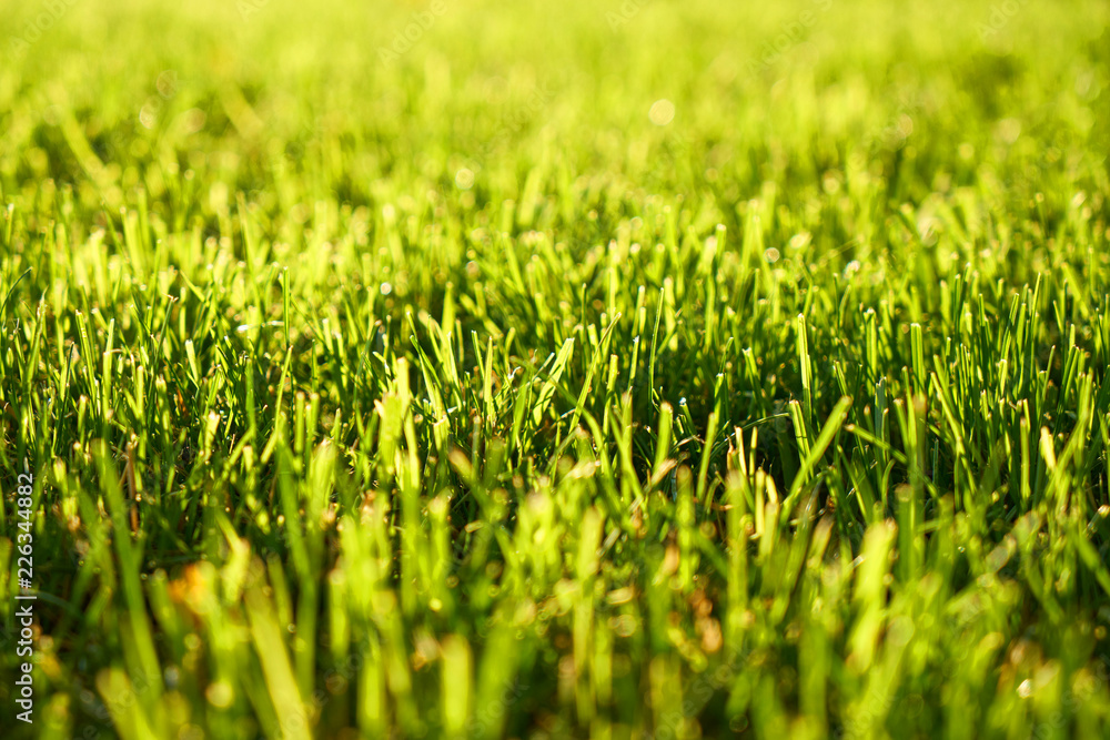 Fototapeta premium green grass
