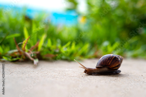 Photography closeup snail in garden with soft-focus and over light in the background