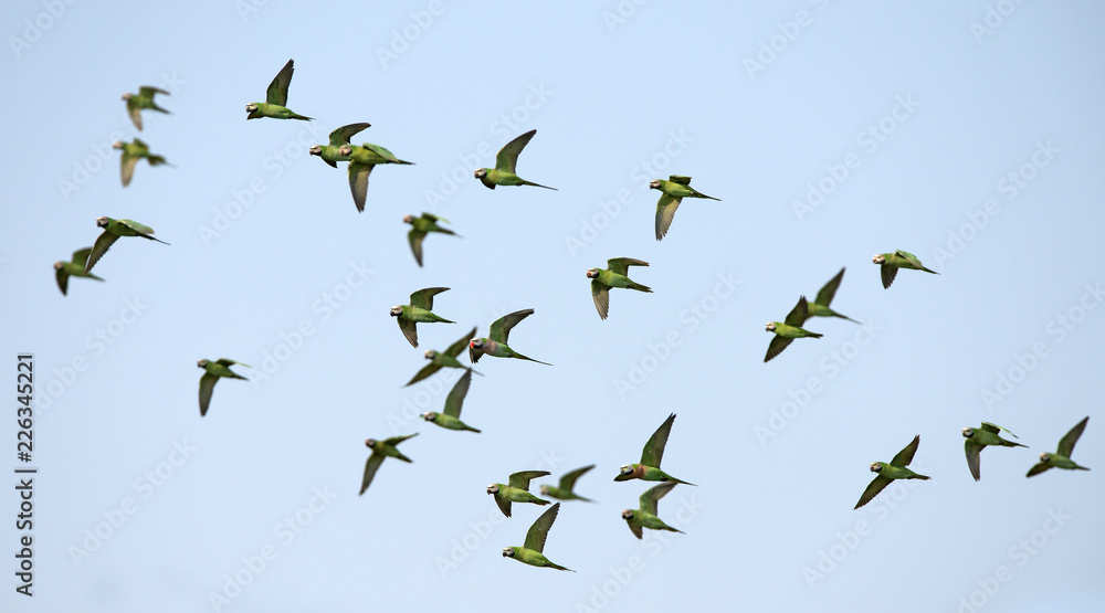 Fototapeta premium Red-breasted parakeet flying on blue sky