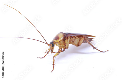 Cockroach isolated on a white background © noombluesman