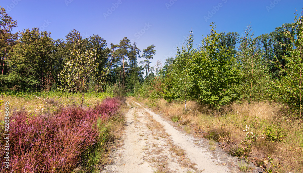 Blossom of heather flowers along a sand road in the forest of the Kempen, Belgium. Blossom of heather flowers along a sand road in the forest of the Kempen, Belgium.