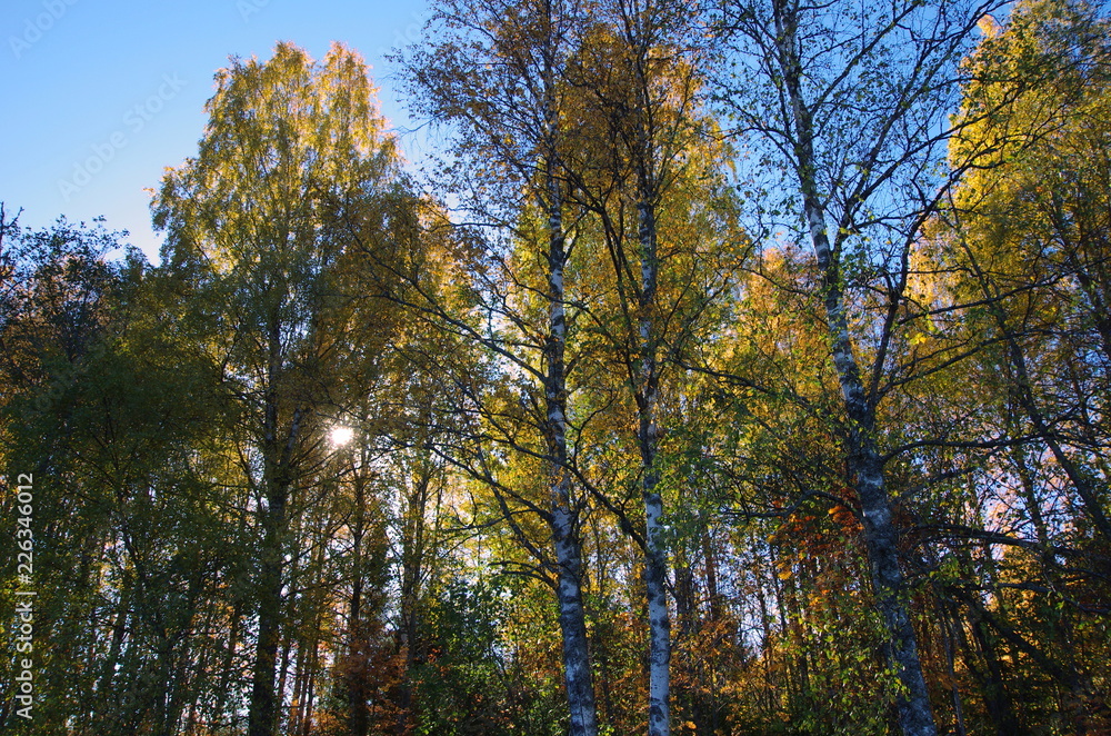 yellow aspen trees in autumn