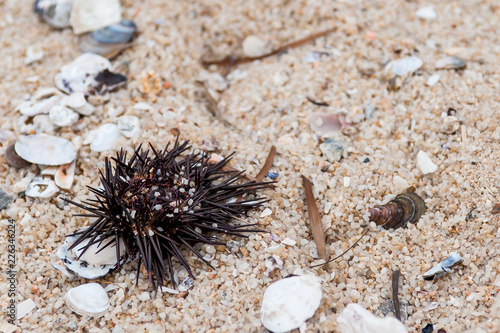 sea ​​urchin