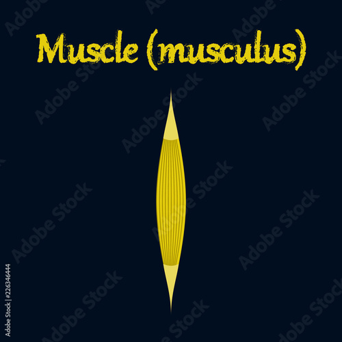 human organ icon in flat style muscle