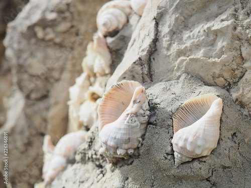 Caracolas decorativas en las rocas de la playa.