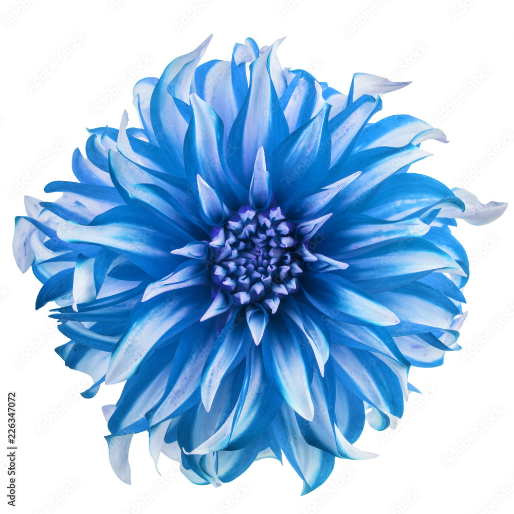 Obraz premium Blue chrysanthemum flower heads isolated on white background.