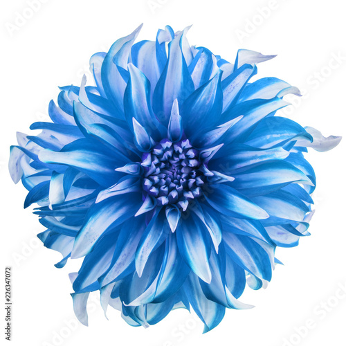 Blue chrysanthemum flower heads isolated on white background.