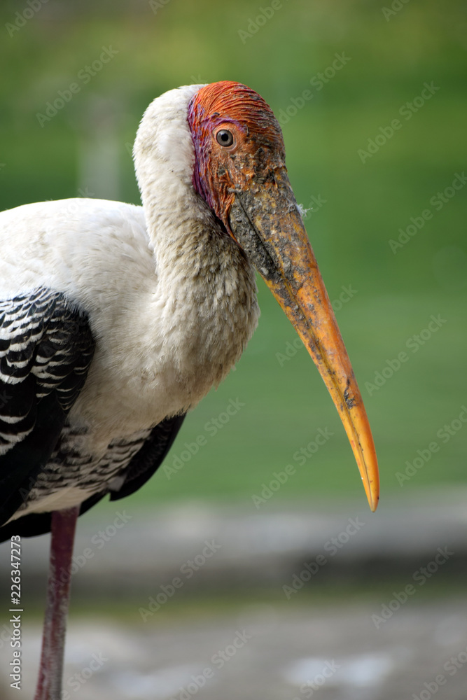 portrait of a stork clicked in the Lucknow Zoo