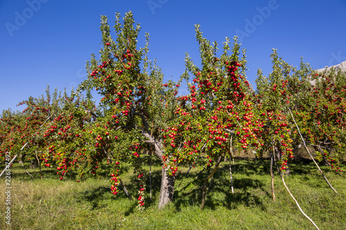 Amasya apples and apples  © atillaalp