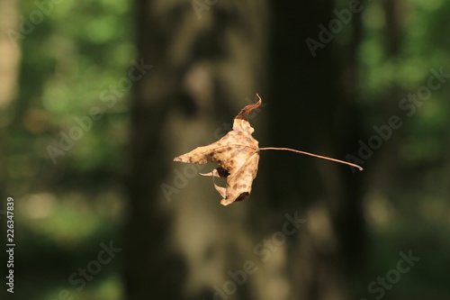 Flying Leaf at Tory Hole Park in Elizabethtown, NC photo