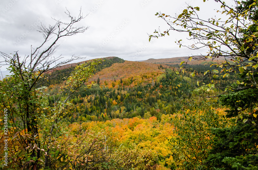 autumn landscape with trees minnesota