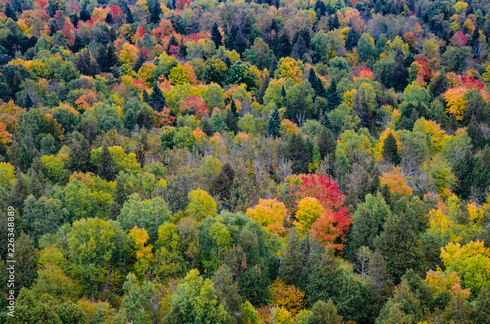 Fall Foliage Landscape Minnesota