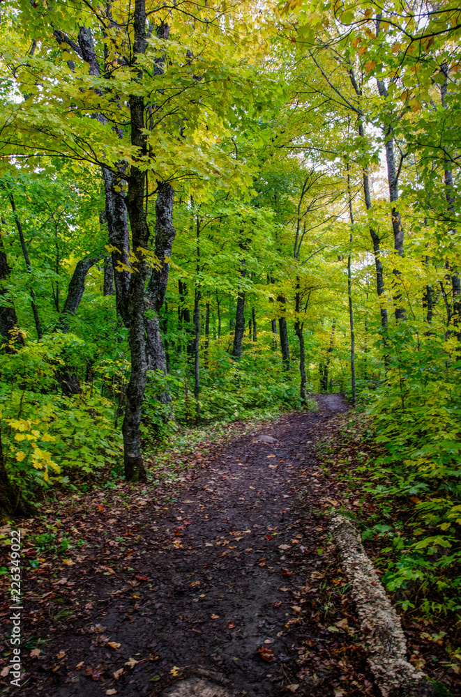 Fototapeta premium Hiking Trail in autumn woods