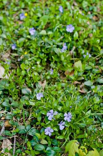 Blue flowers of periwinkle on the background of green foliage