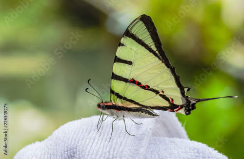 Stately Nawab Polyura dolon photo