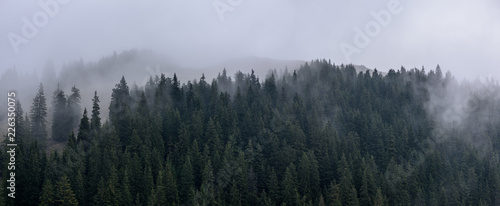 Dense pine forest in morning mist. Foggy Pine Forest. © krstrbrt