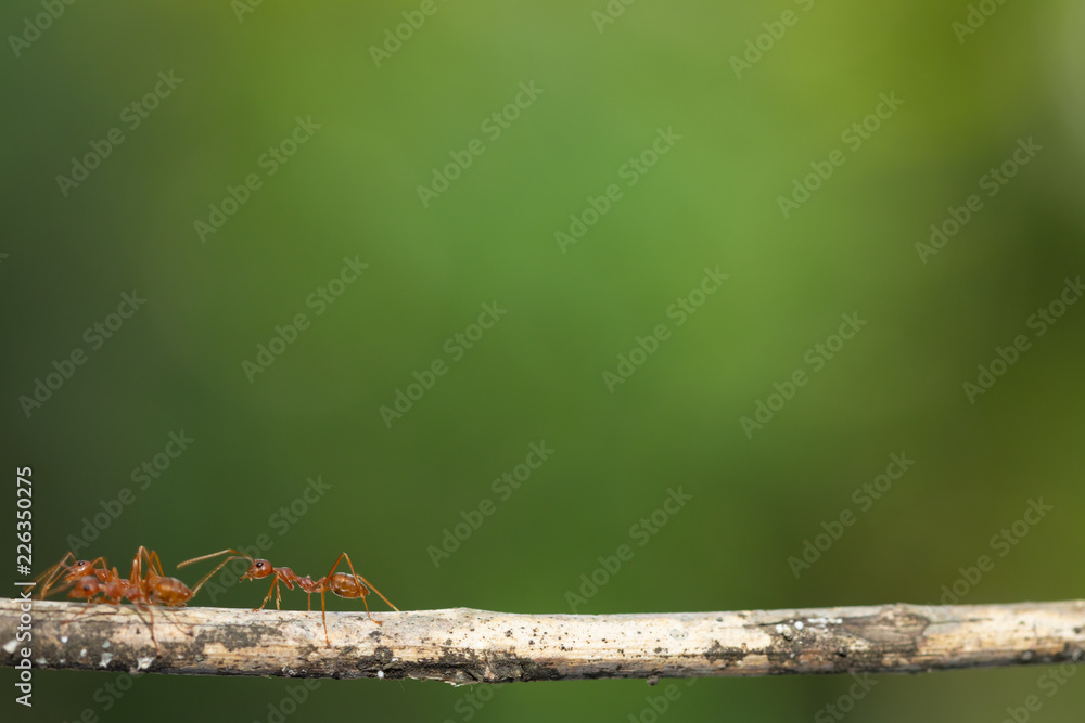 Ant action standing.Ant bridge unity team carry food Concept team work together Ant action standing.Ant bridge unity team carry food Concept team work together
