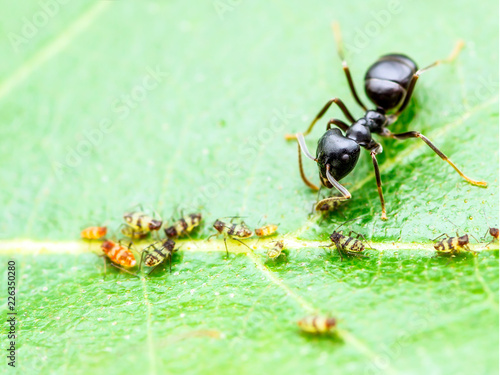 Ant and Aphid Colony on Green Leaf © nechaevkon