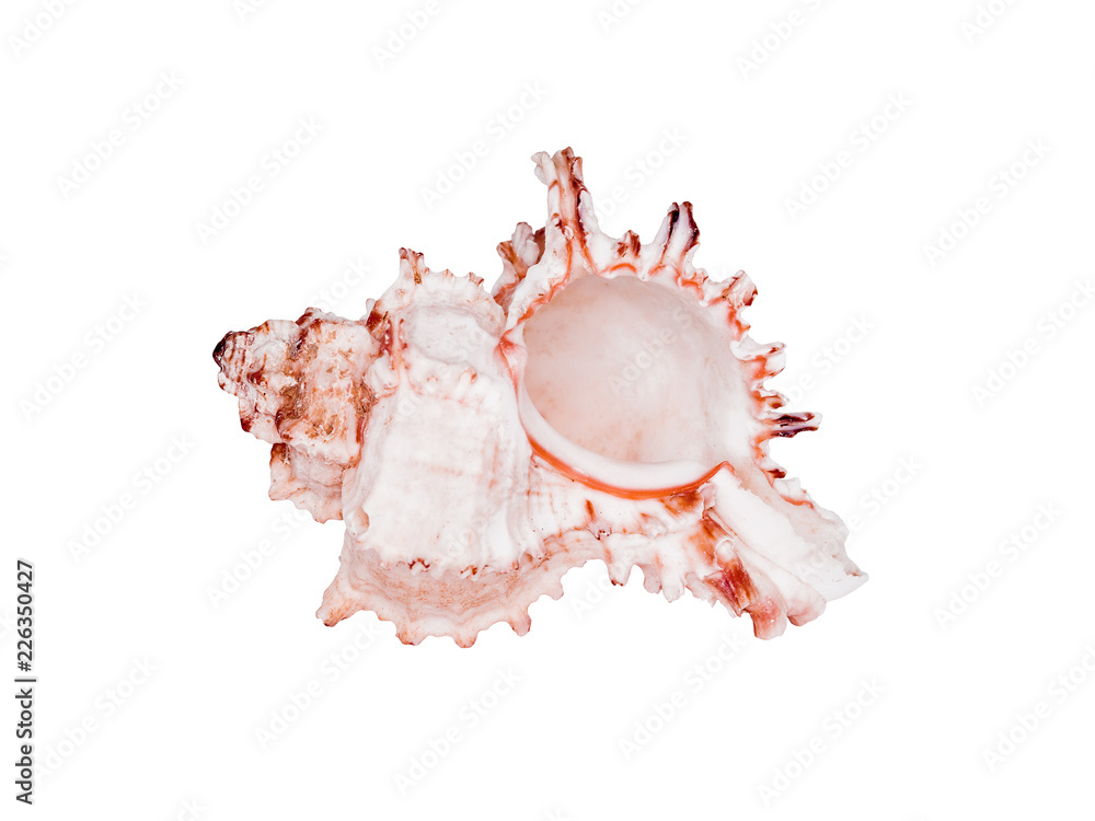 A Murex Mollusc Sea Shell Isolated on White Background A Murex Mollusc Sea Shell Isolated on White Background