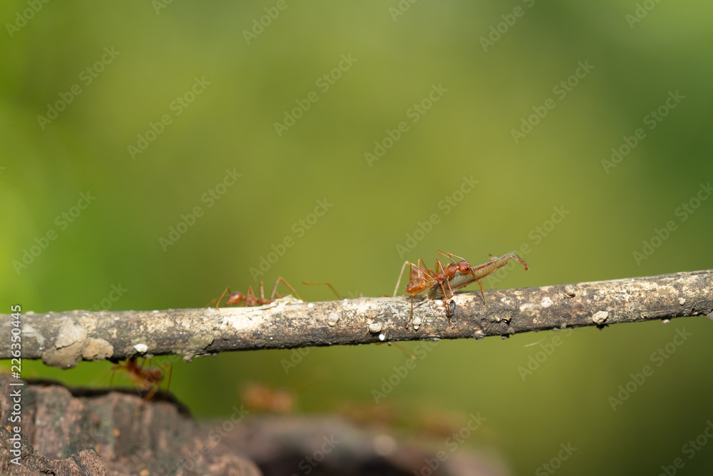 Ant action standing.Ant bridge unity team carry food Concept team work together Ant action standing.Ant bridge unity team carry food Concept team work together