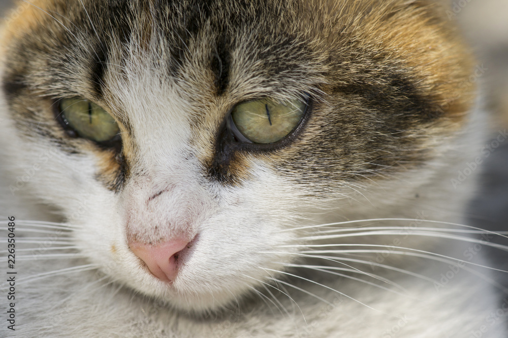cat cat