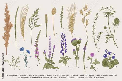 Summertime. Plants of fields and forests. Flowers  cereals. Vector vintage botanical illustration.