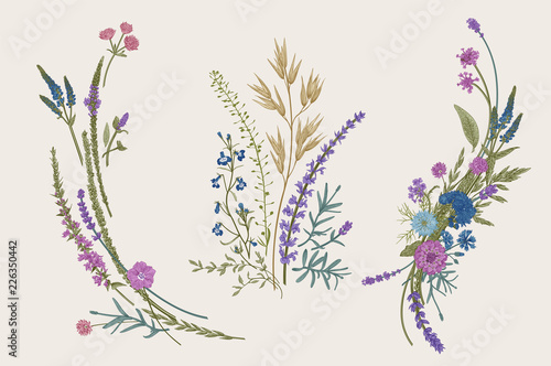 Summer floral composition. Design elements. Flowers and plants of fields and forests. Vector vintage botanical illustration.