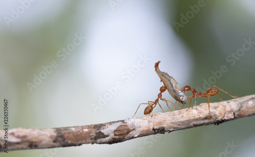 Ant action standing.Ant bridge unity team carry food Concept team work together © frank29052515