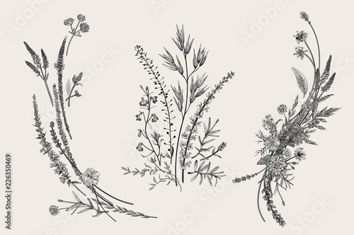 Summer floral composition. Design elements. Flowers and plants of fields and forests. Vector vintage botanical illustration. Black and white