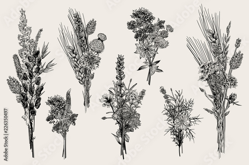 Set bouquets. Design elements. Flowers and plants of fields and forests. Vector vintage botanical illustration. Black and white