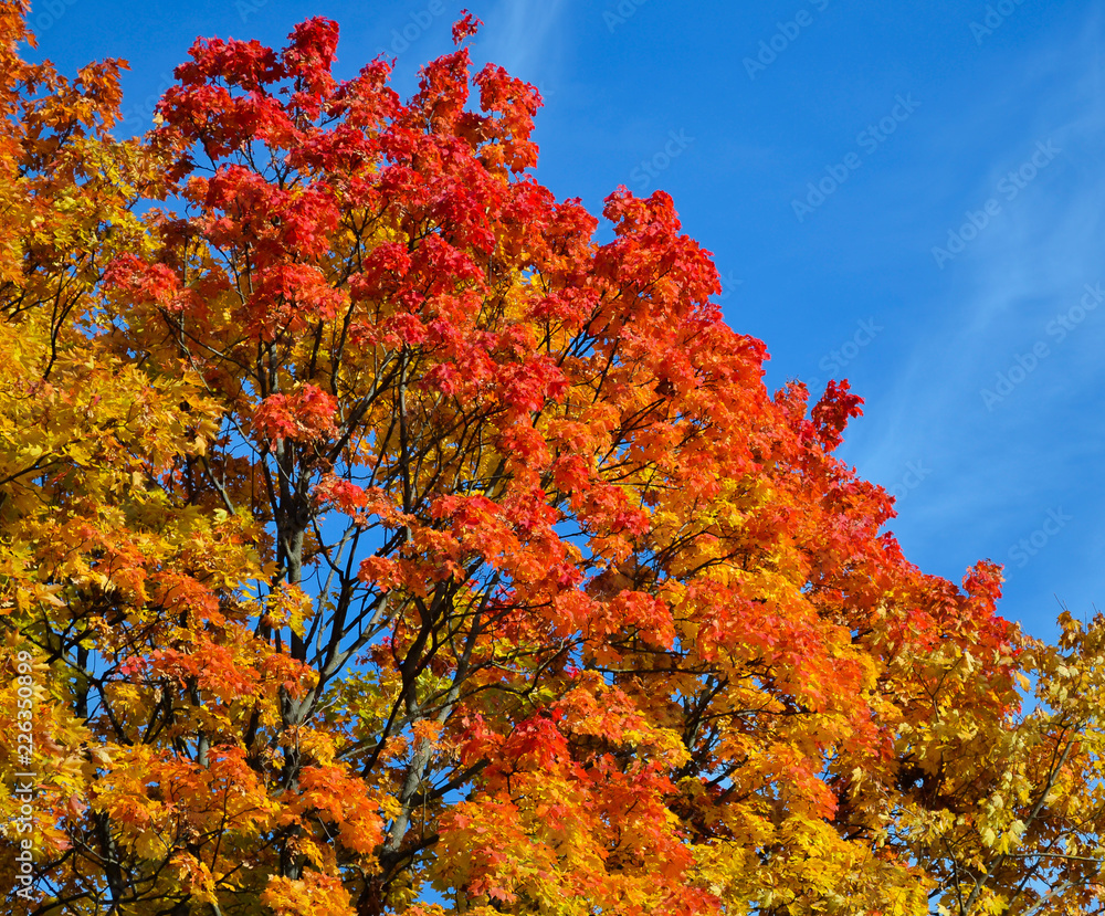 Beautiful autumn view. Maple red, yellow, green colors of leaves against a blue sky. Warm autumn day. Beautiful autumn view. Maple red, yellow, green colors of leaves against a blue sky. Warm autumn day.