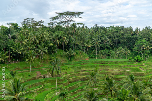 Panoramic view on rice terraces with palm trees