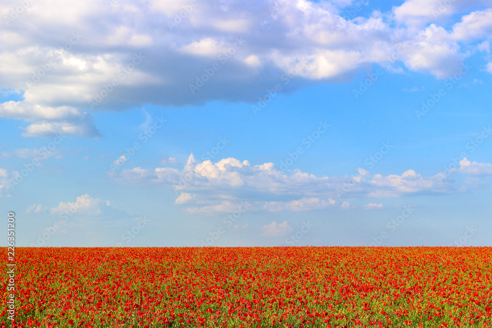 Naklejka premium Poppy field and blue sky with clouds