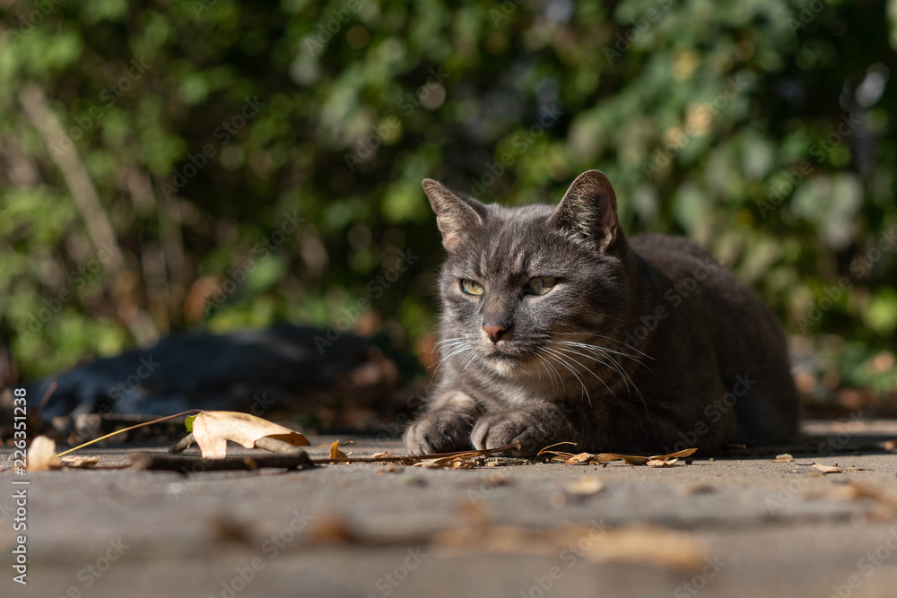 Graugetiegerte Katze liegt im Herbstlaub