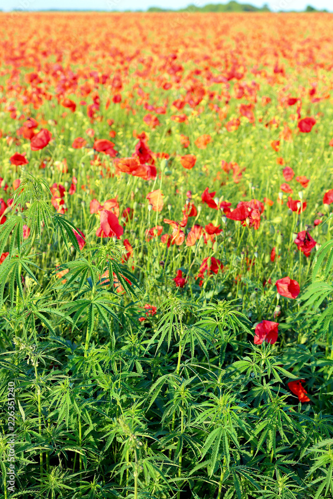 Field of flowering red wild poppies among hemp plants. Cannabis sativa in poppies Field of flowering red wild poppies among hemp plants. Cannabis sativa in poppies