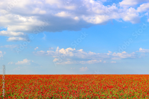 Fototapeta Naklejka Na Ścianę i Meble -  Poppy field and blue sky with clouds