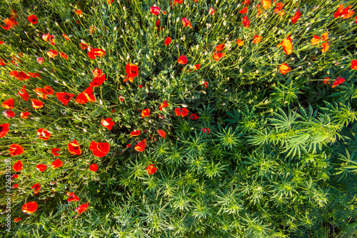 Field of flowering red wild poppies among hemp plants. Cannabis sativa in poppies. View from above