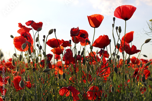 Fototapeta Naklejka Na Ścianę i Meble -  Red poppies flowers at backlight on green field at sunset in summer