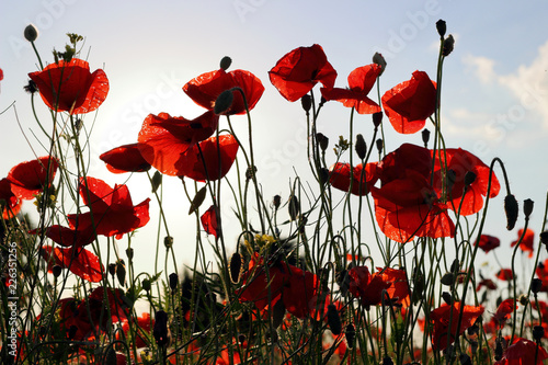Fototapeta Naklejka Na Ścianę i Meble -  Red poppies flowers at backlight on green field at sunset in summer