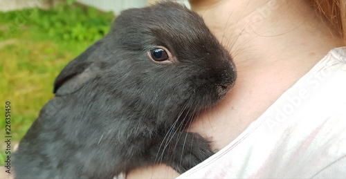rabbit on chest