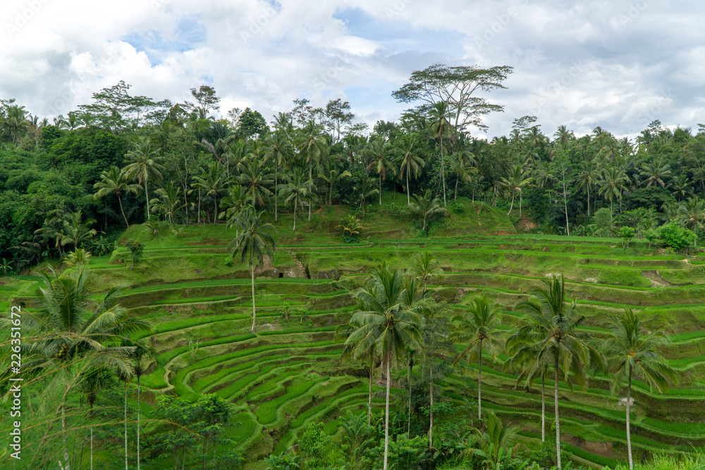 Panoramic view on rice terraces