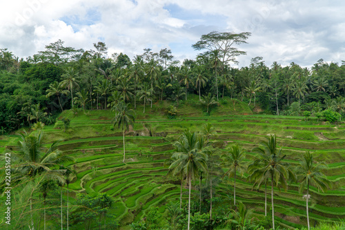 Panoramic view on rice terraces